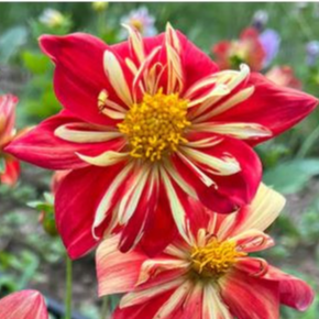 Dahlia 'Harlequin Mix' - godet 8 cm