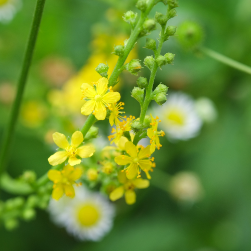 AIGREMOINE EUPATOIRE Bio