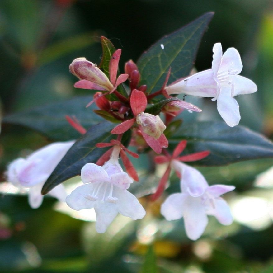Abélia à grandes fleurs (Abelia x grandiflora)