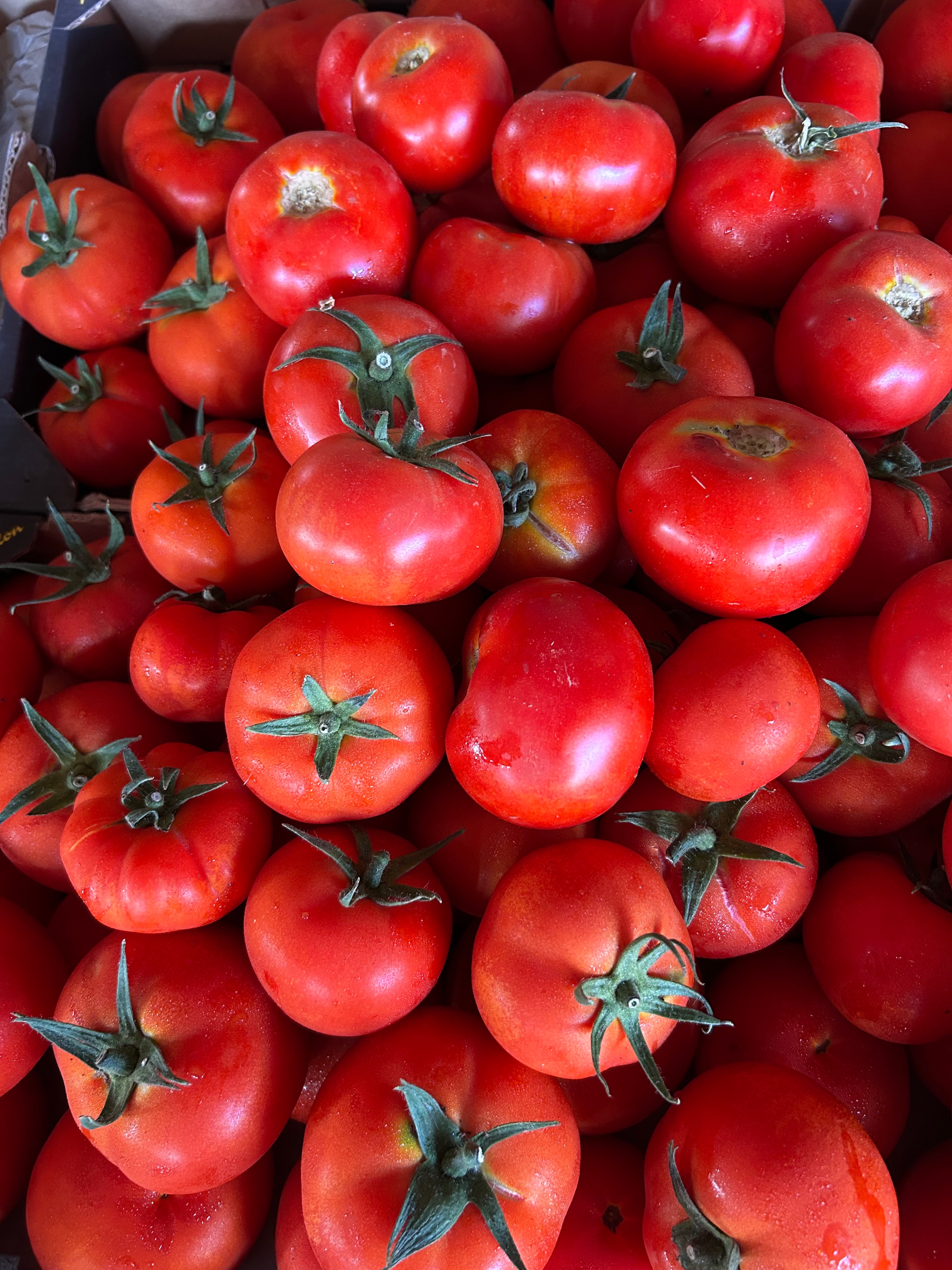 TOMATE RONDE