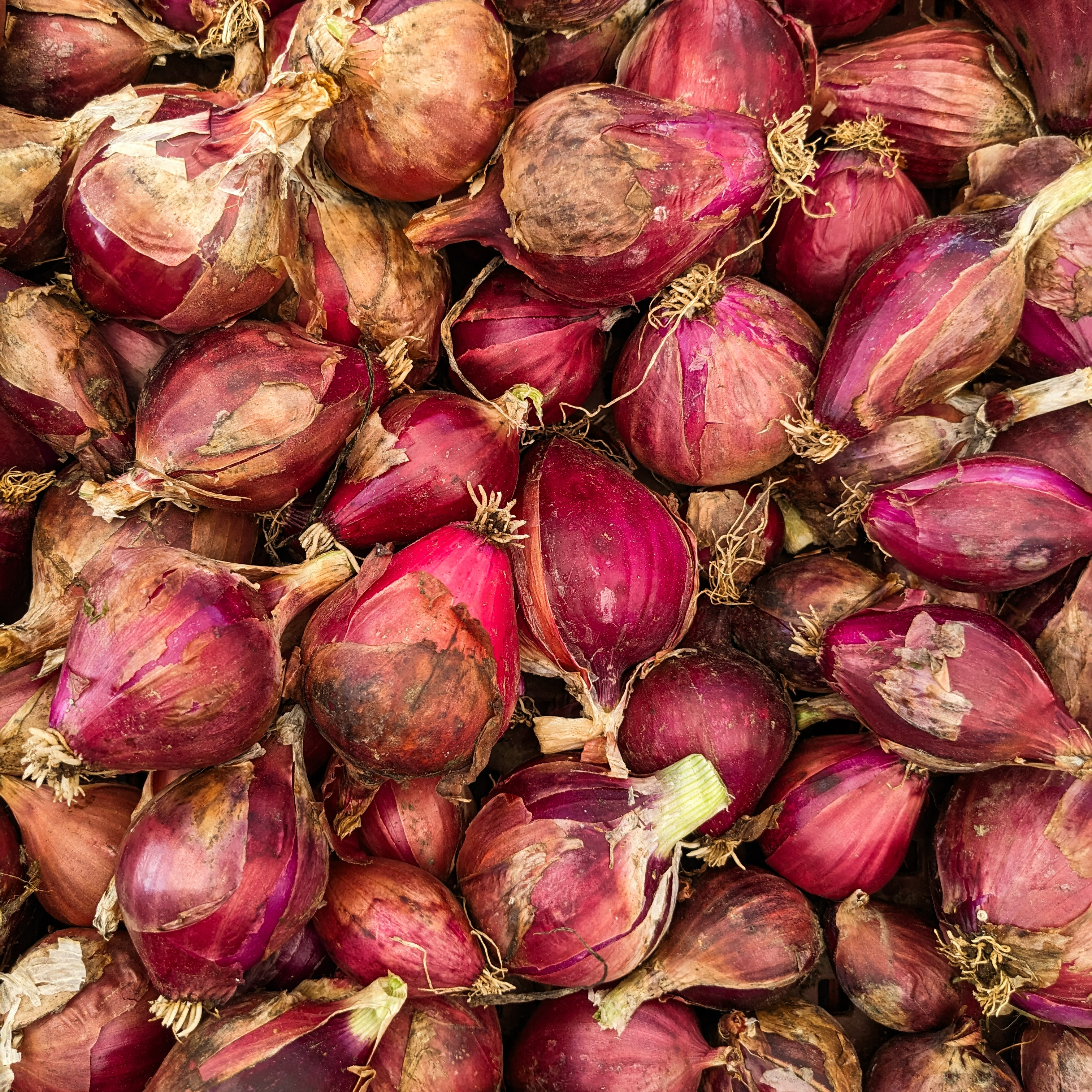 Oignons rouges - 500g