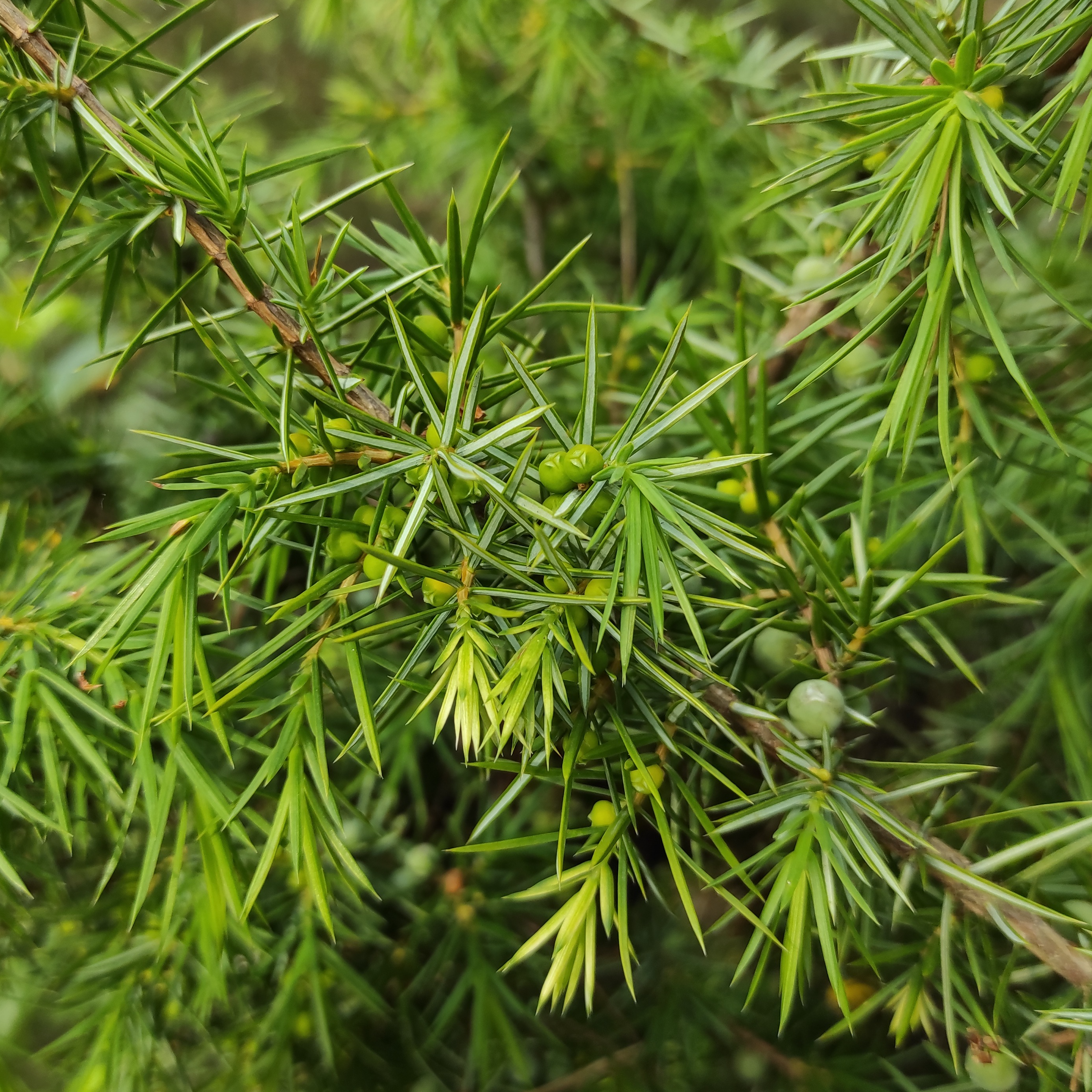 Gemmothérapie Genévrier - 30ml