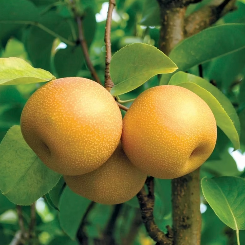 Nashi 'Hosui' / OHF87 Racines nues