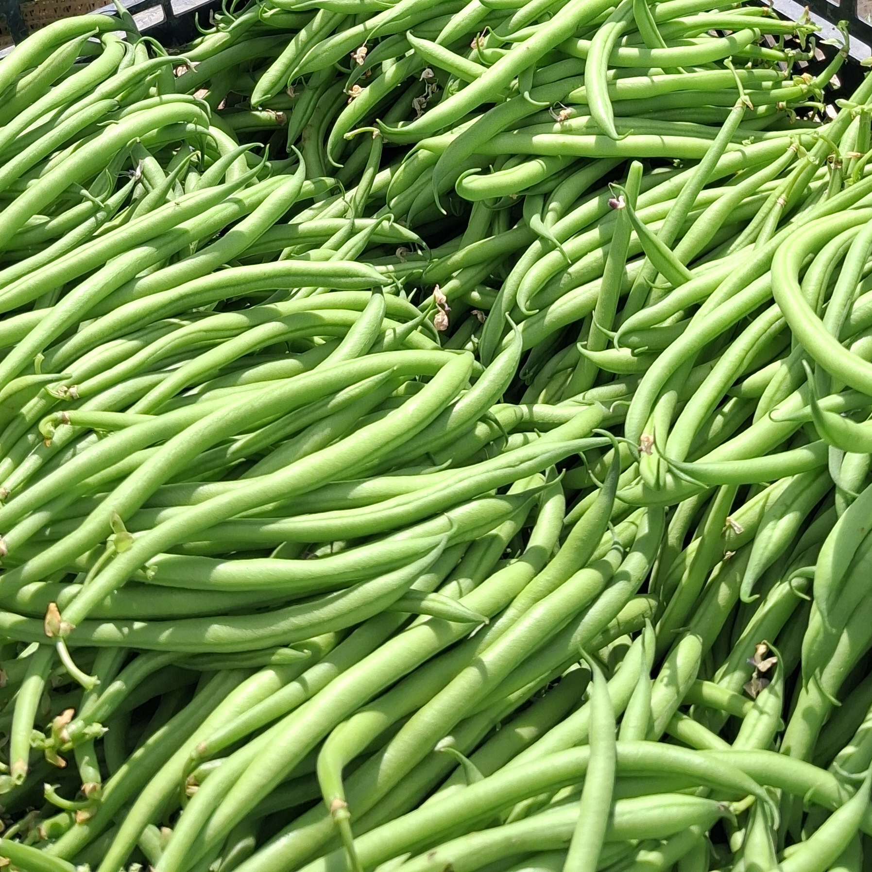 Haricot Vert