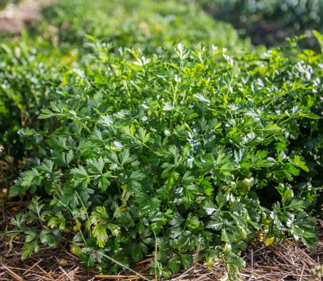 Plant aromates- Persil simple