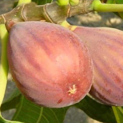 Figuier 'Rosce signora' Pot