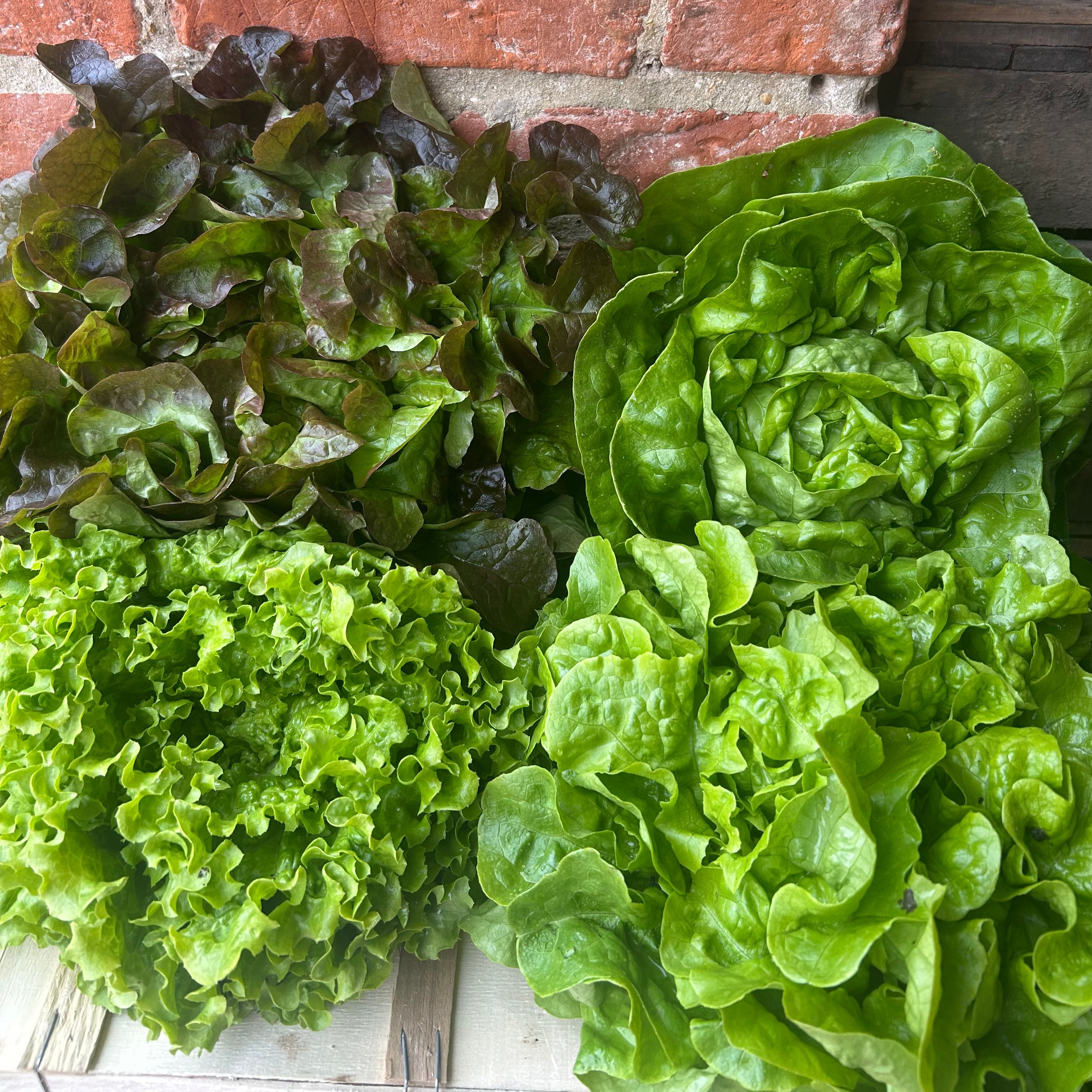Salade