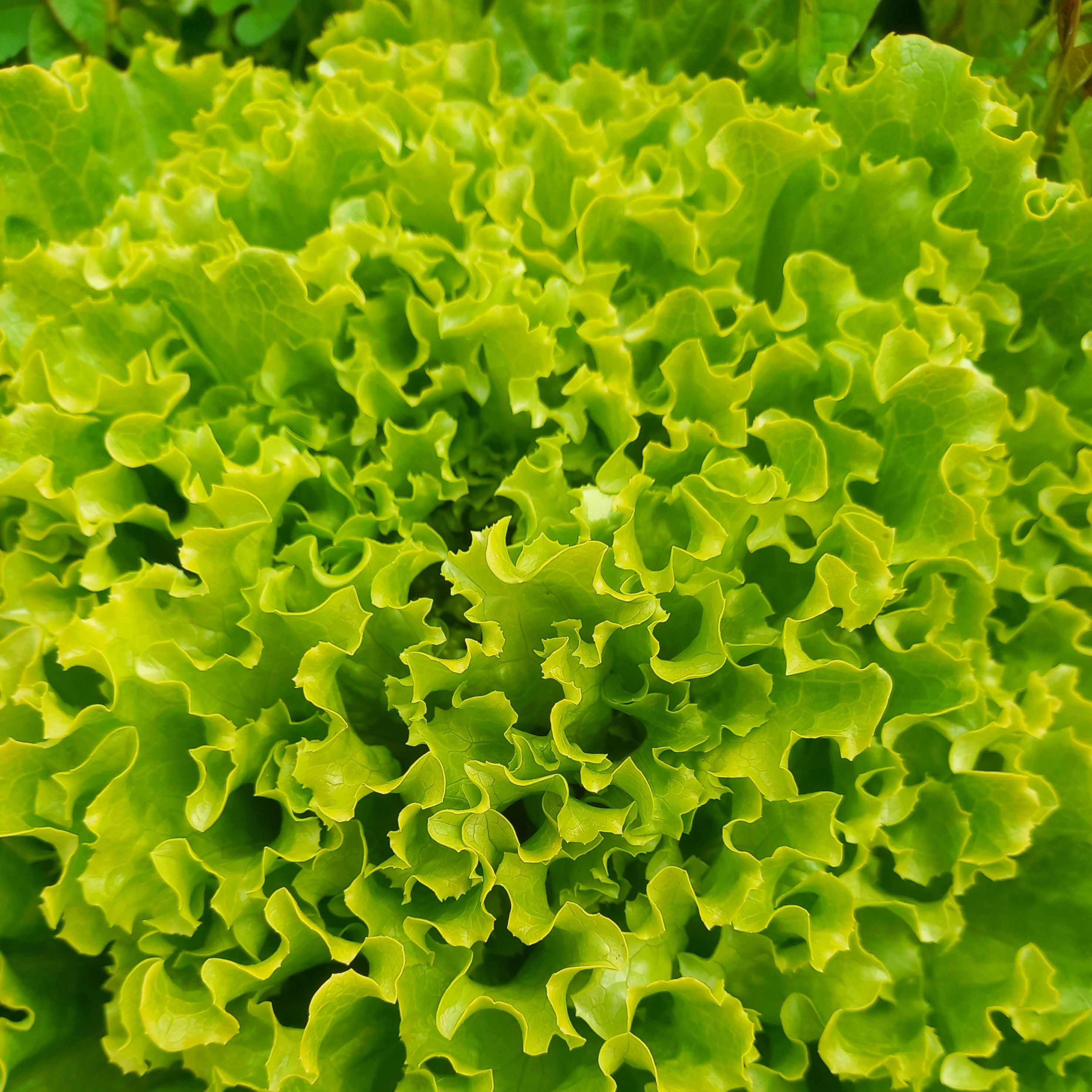 Salade batavia blonde