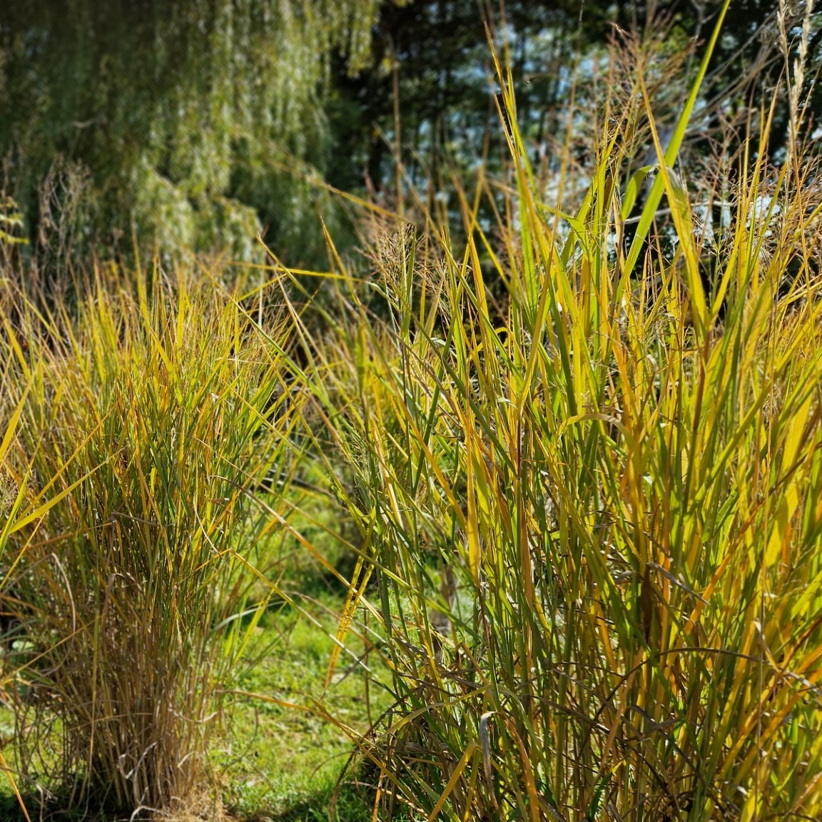 Panicum virgatum ‘Plantagenet’