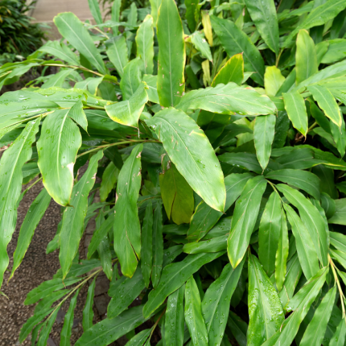 CARDAMOME Bio