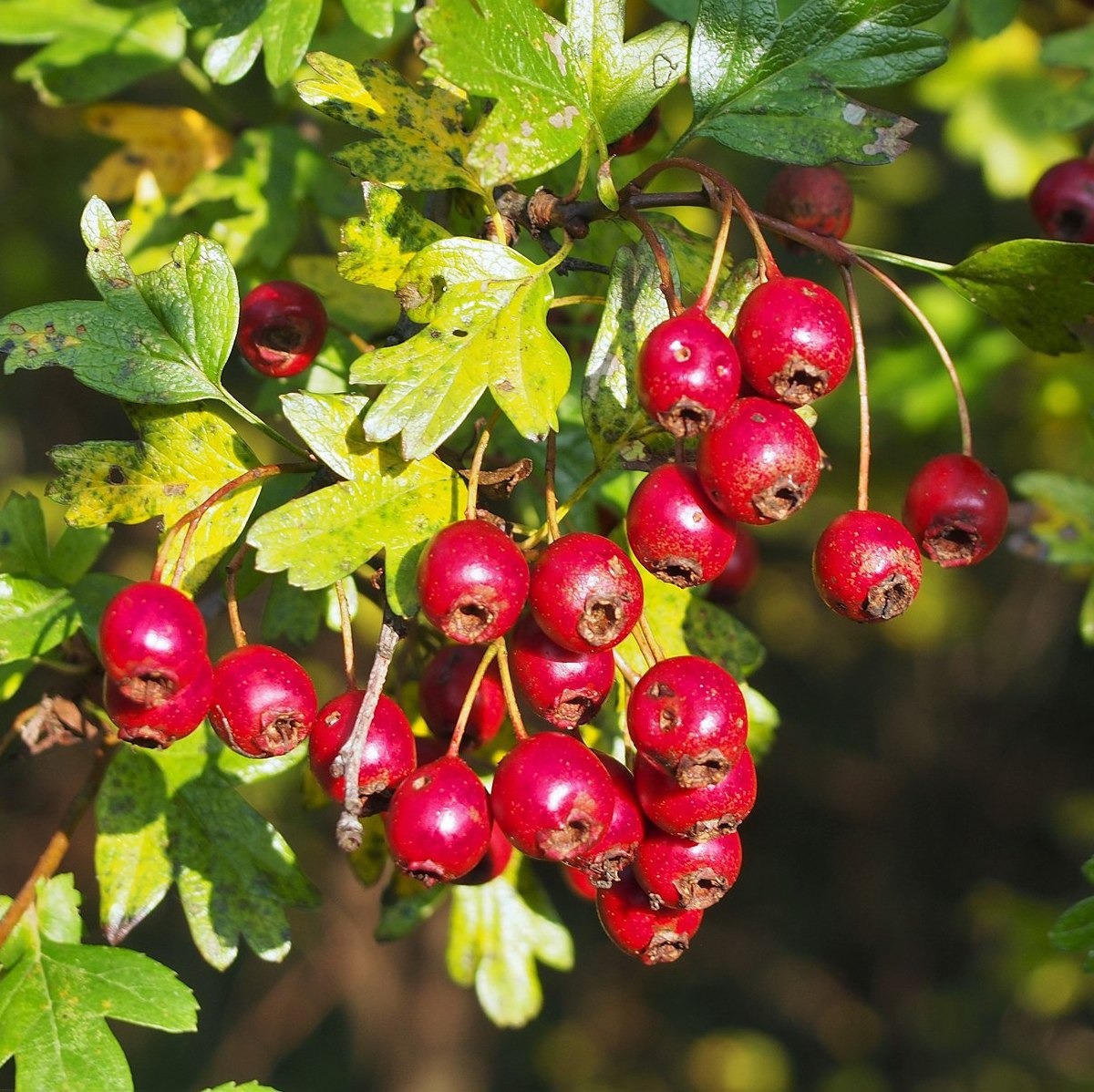 Aubépine à un style Racines nues / Inférieur à 1m
