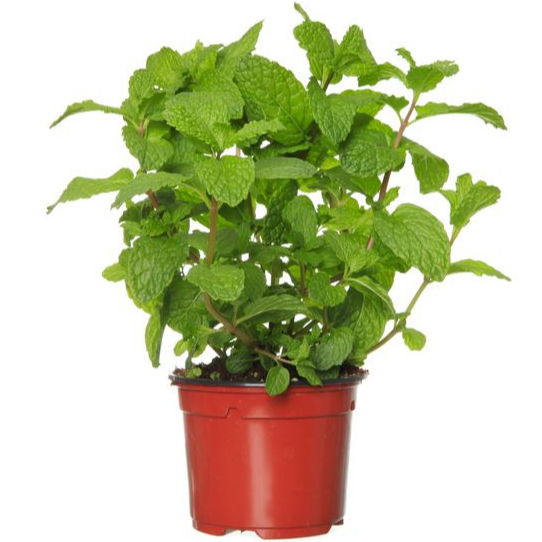 Pot de menthe verte