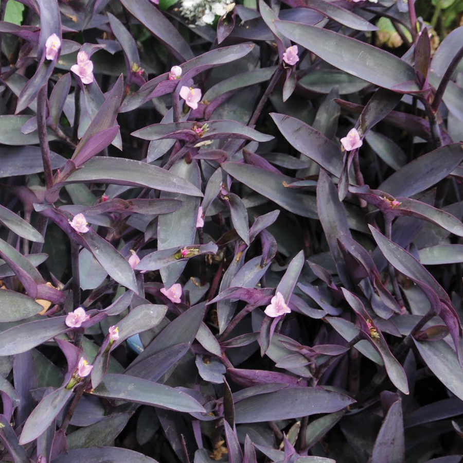 Tradescianta pallida en pot 12 cm