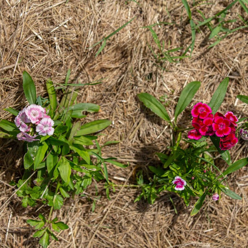 Plants fleurs- Oeillet chine velvet and lace
