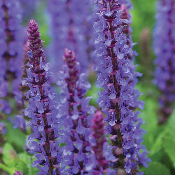 Sauge des bois mauve - Salvia nemorosa