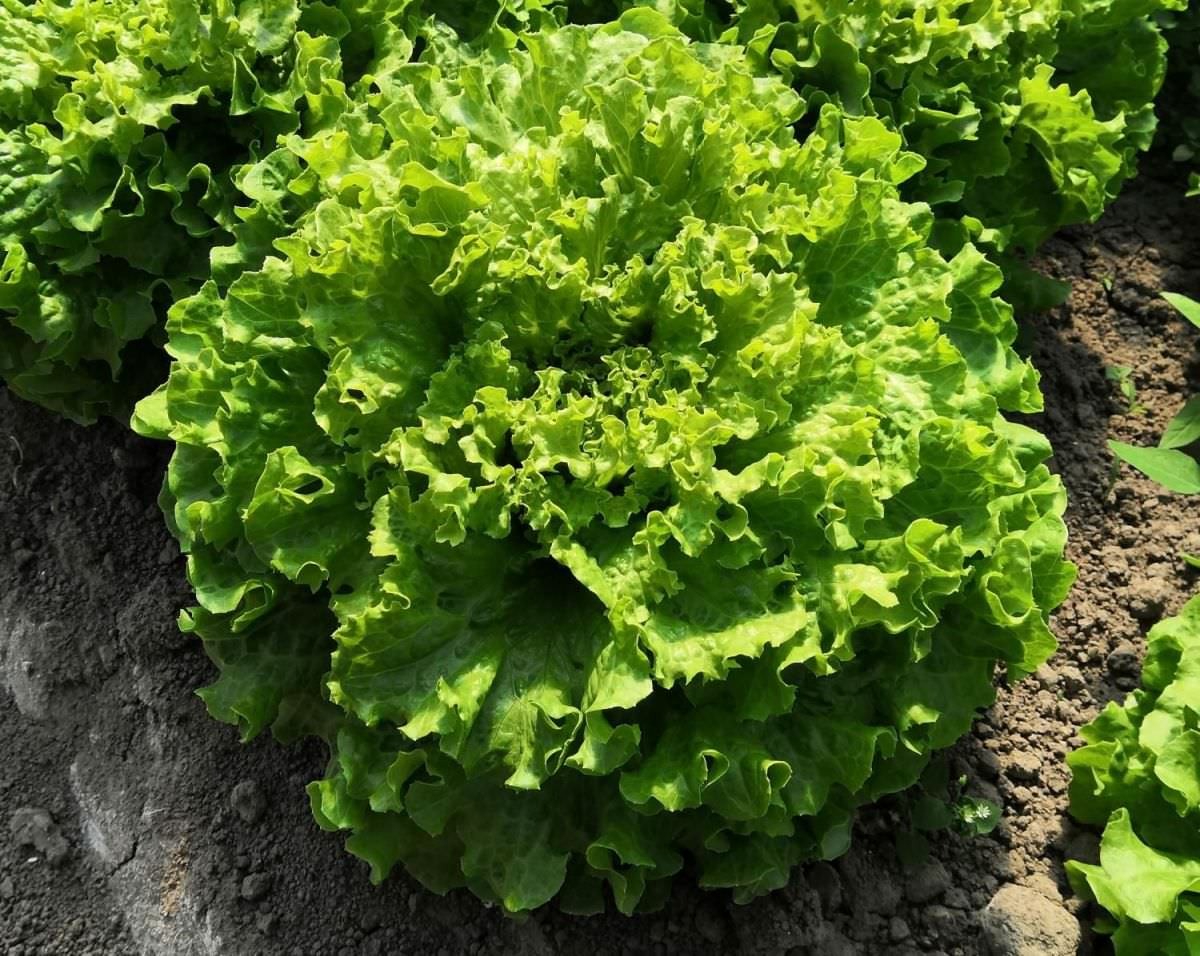 batavia verte (lot de 6)