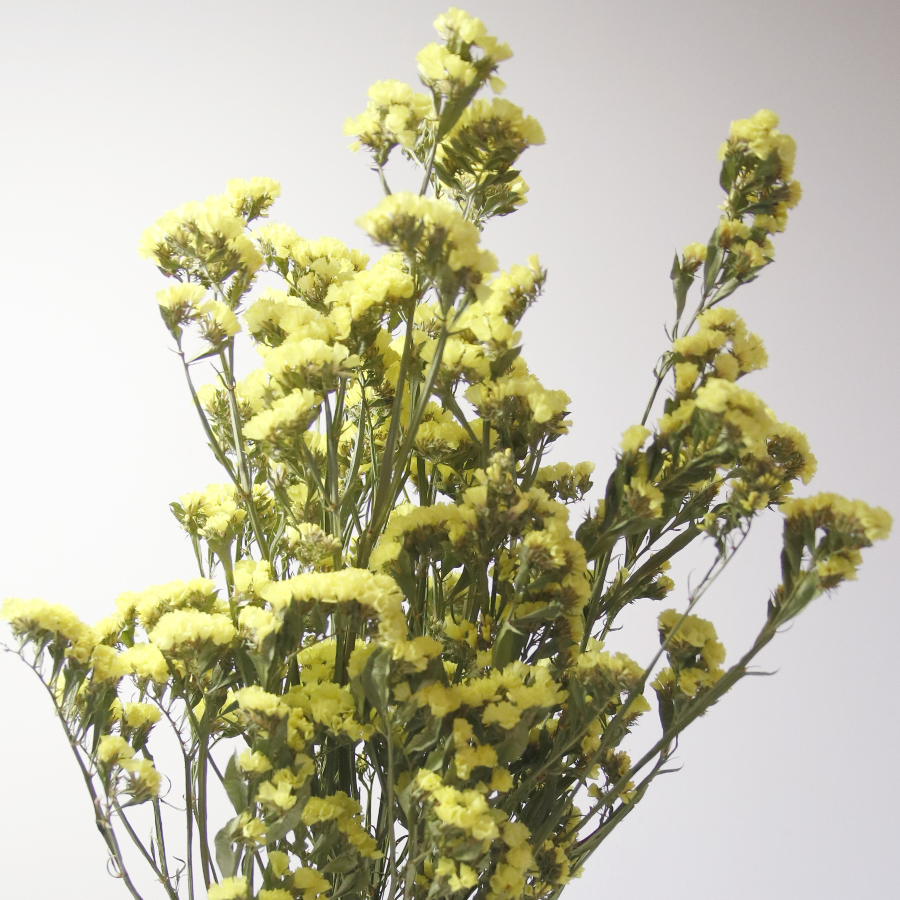 Statice jaune séché