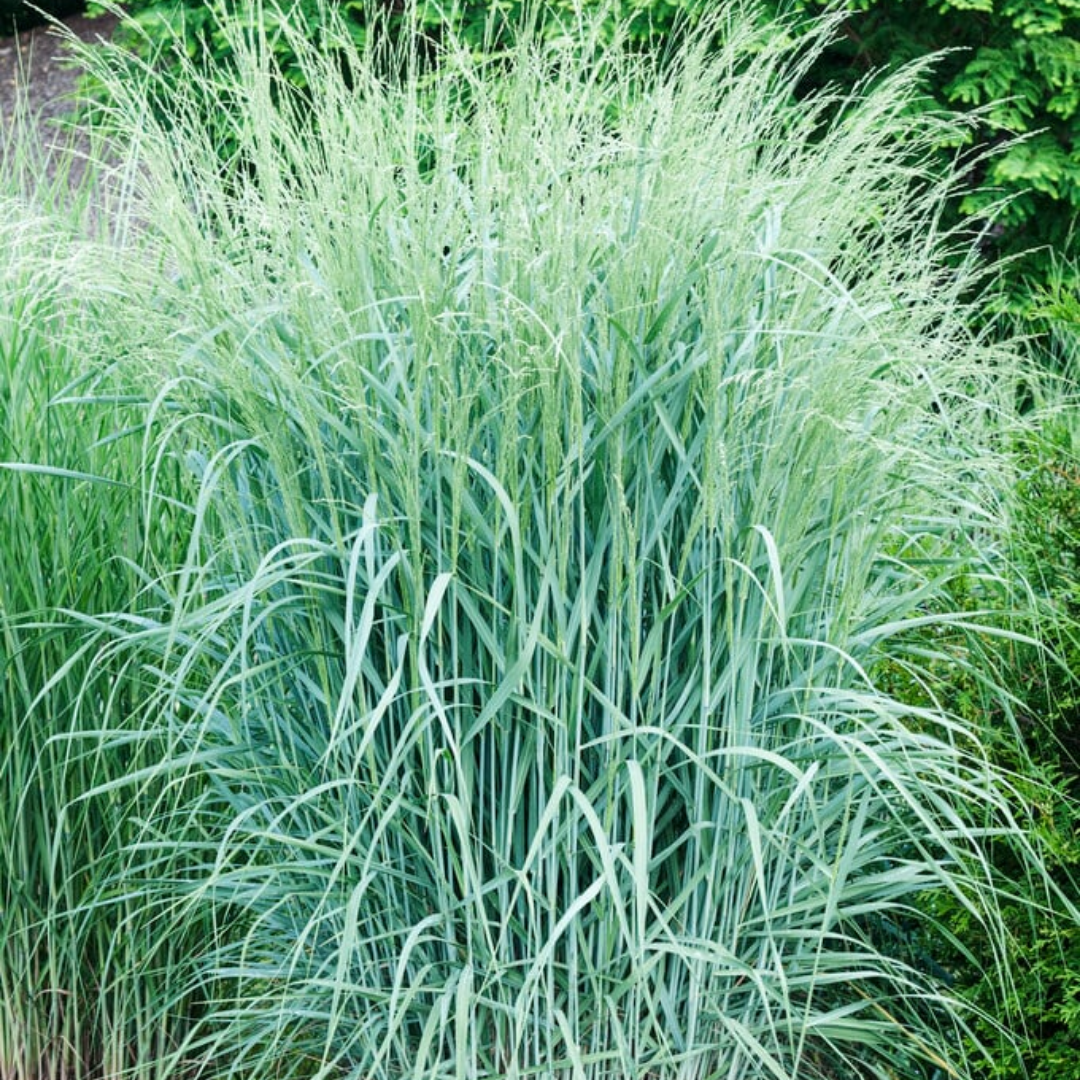 Panicum amarum ‘Dewey Blue’