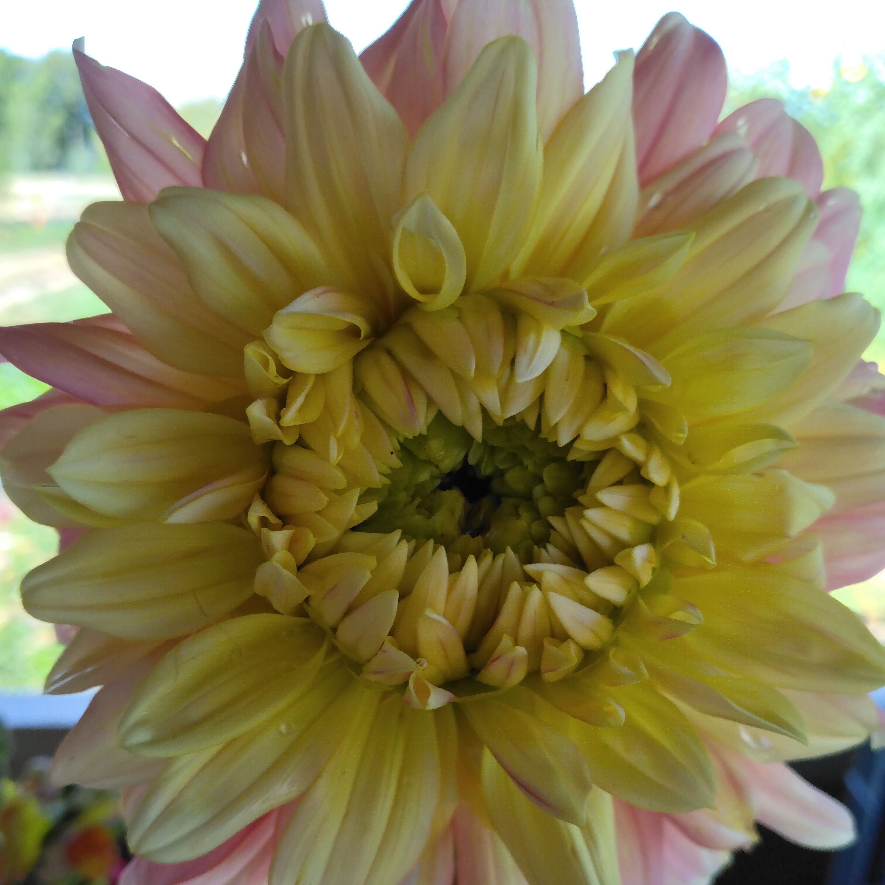 Dahlia