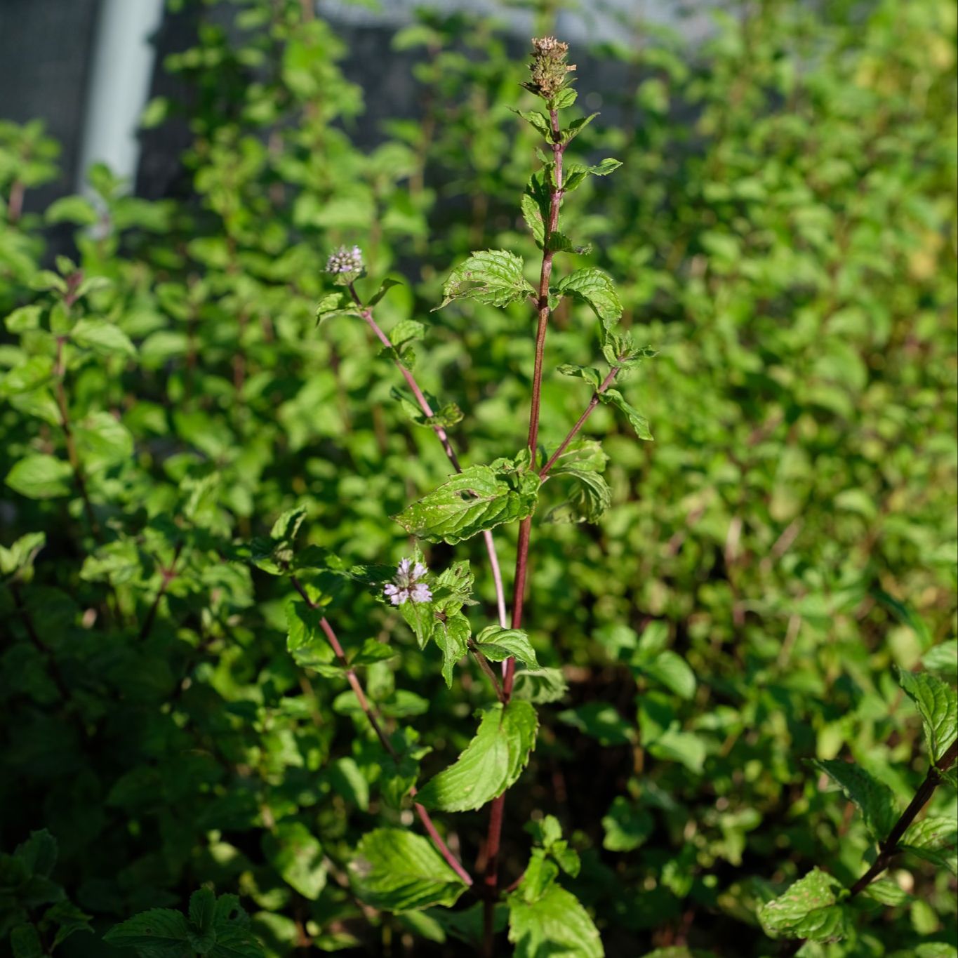 Menthe poivrée