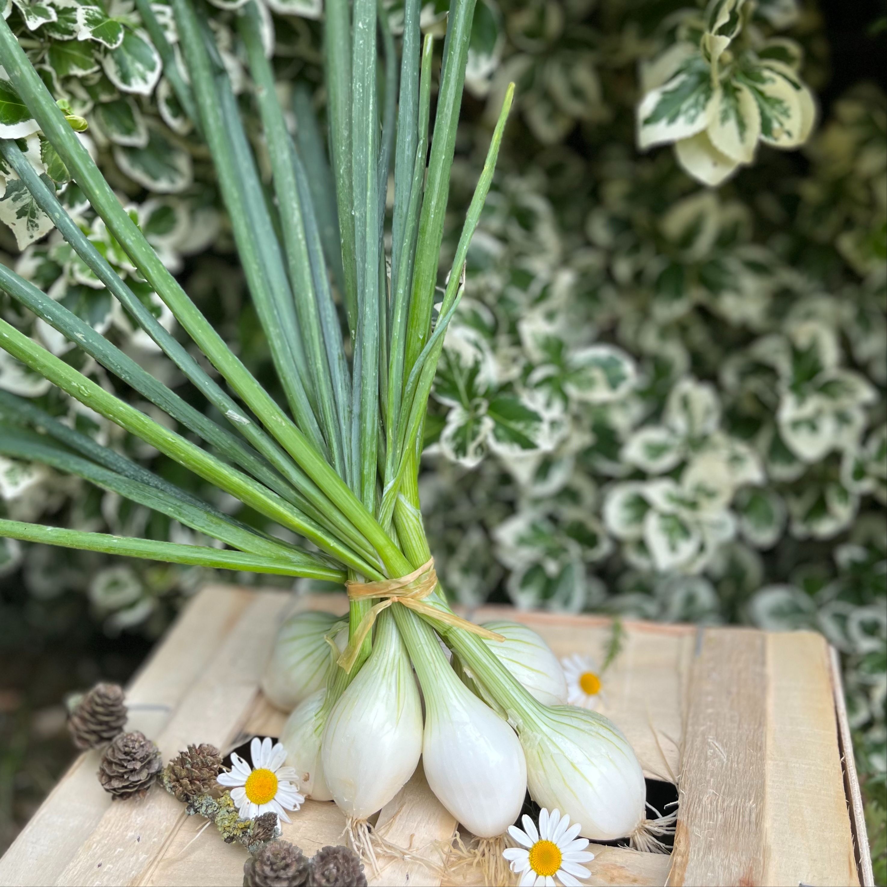 Bouquet d'oignons blanc
