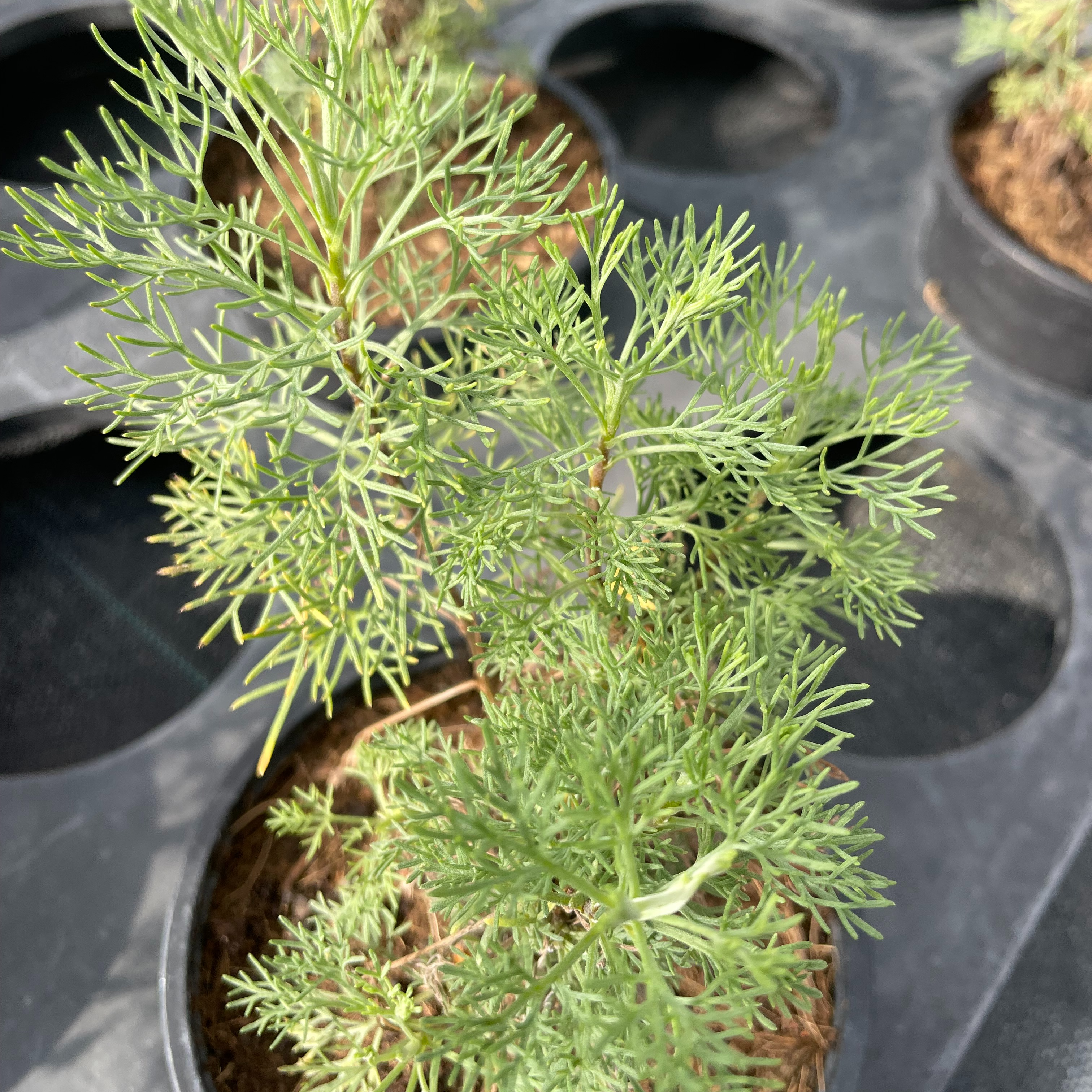 Artemisia abrotanum - Arquebuse