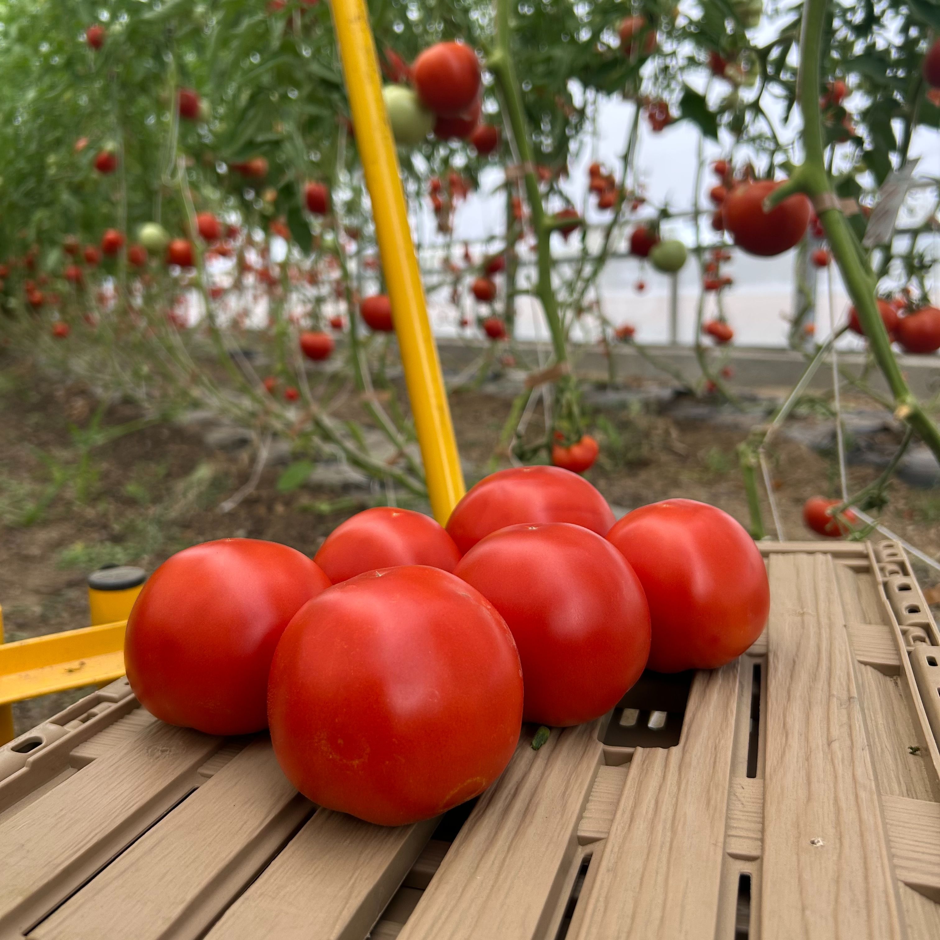 Tomates rondes rouge