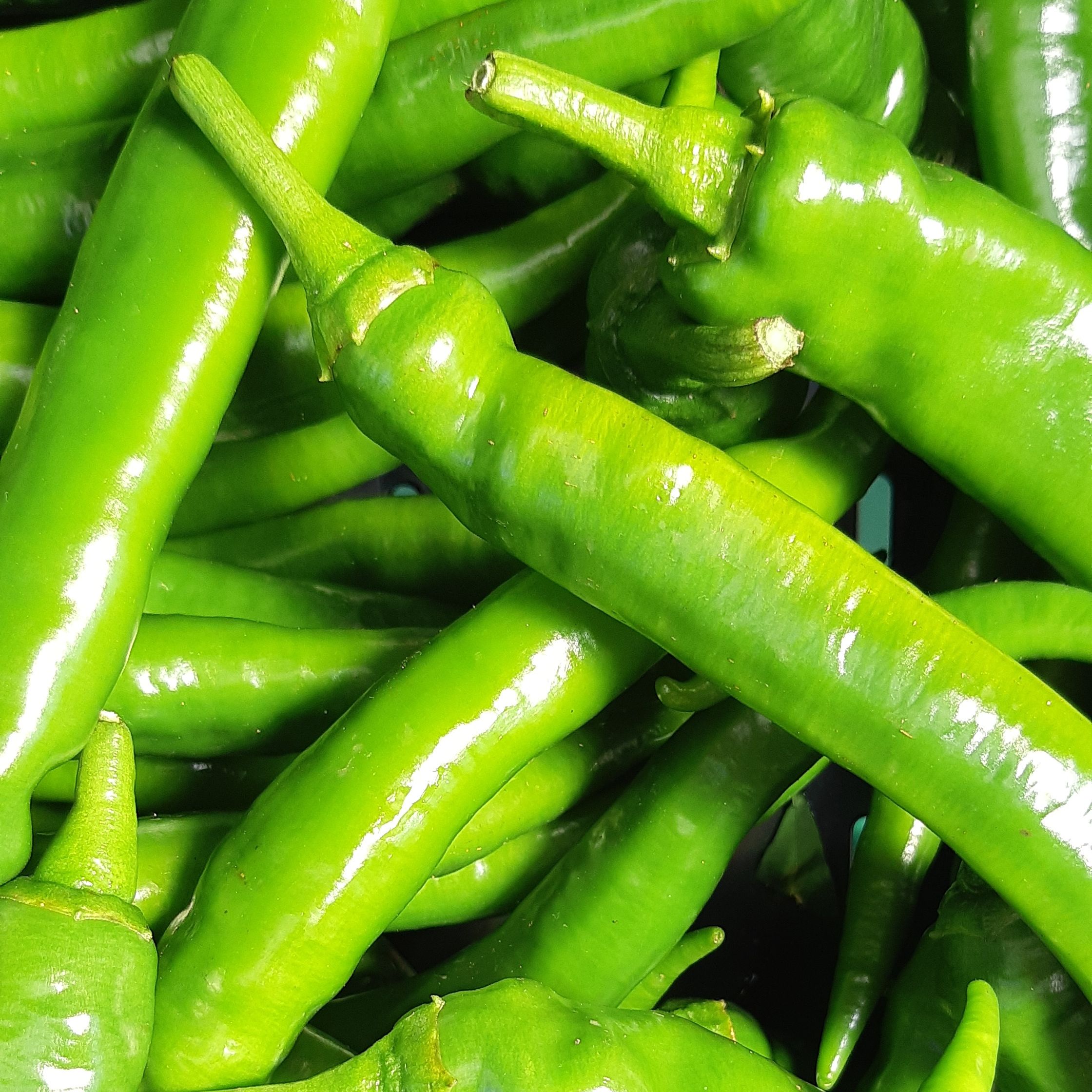 Piment doux des landes