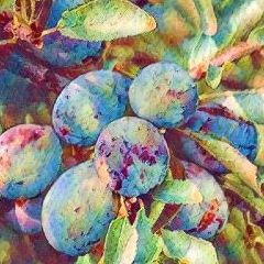 Prune D’Agen Ante