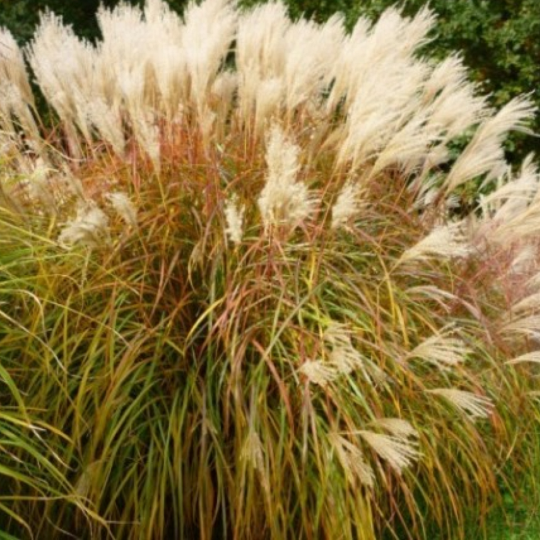 Miscanthus sinensis 'Kleine Fontäne'