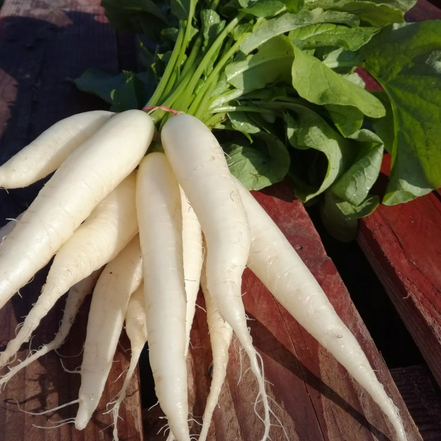 Botte de radis blancs