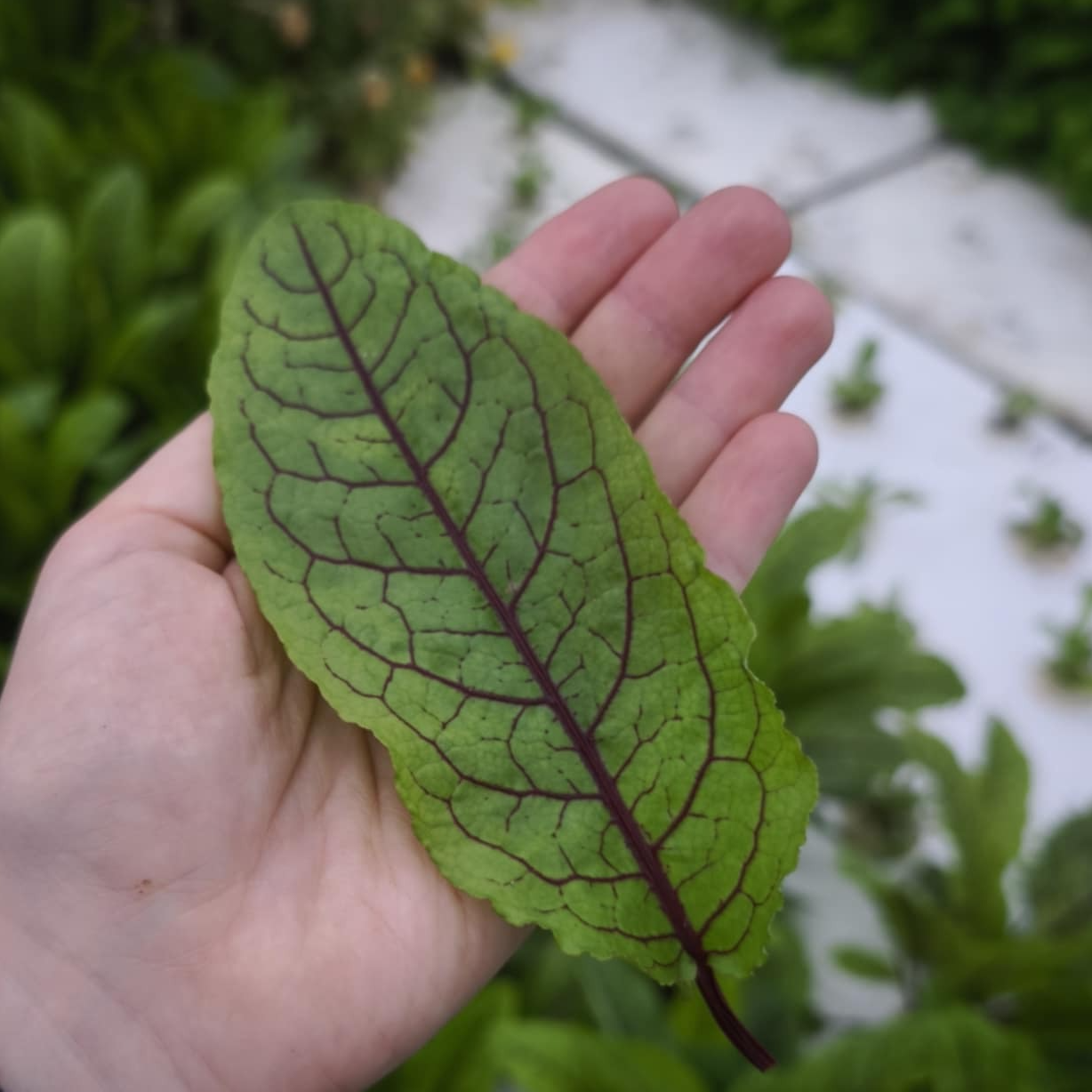 Oseille sanguine (grandes feuilles) x20F