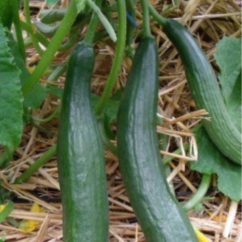 Plant de concombre Telegraph
