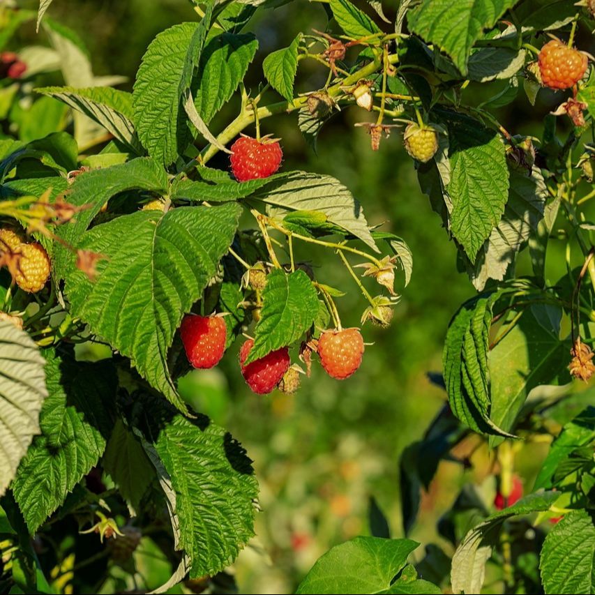 Framboisier (RUBUS idaeus) 'Héritage'