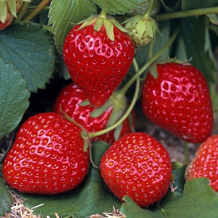 Fraisier Rubis des jardins (non remontant) en pot 12 cm