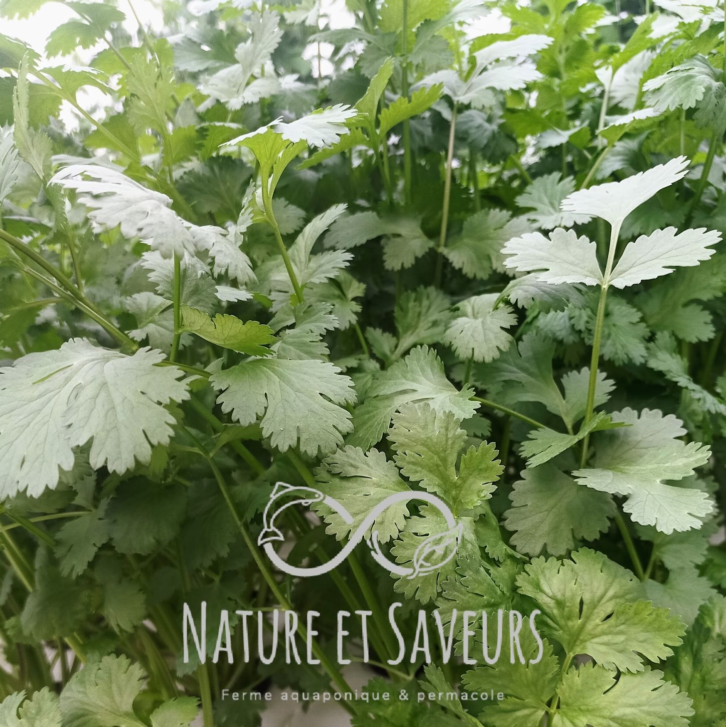 Coriandre en Bouquet – L’aromatique des chefs - 50g
