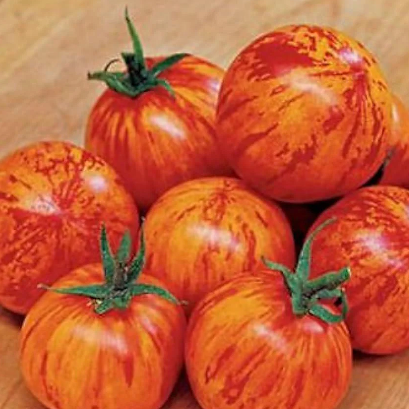 Plant de tomate Red Zebra