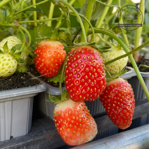 FRAISIER RUBIS DES JARDINS Bio