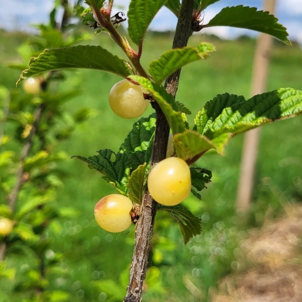 Ragouminier blanc 'snovit' pot 1L