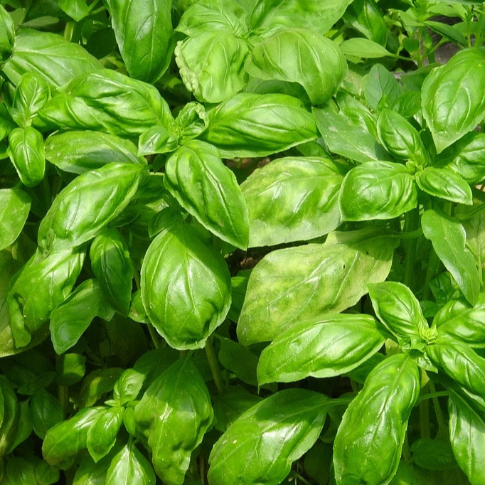 Basilic vert - 50g