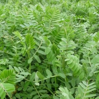 Vesce jeune pousses (par 20)