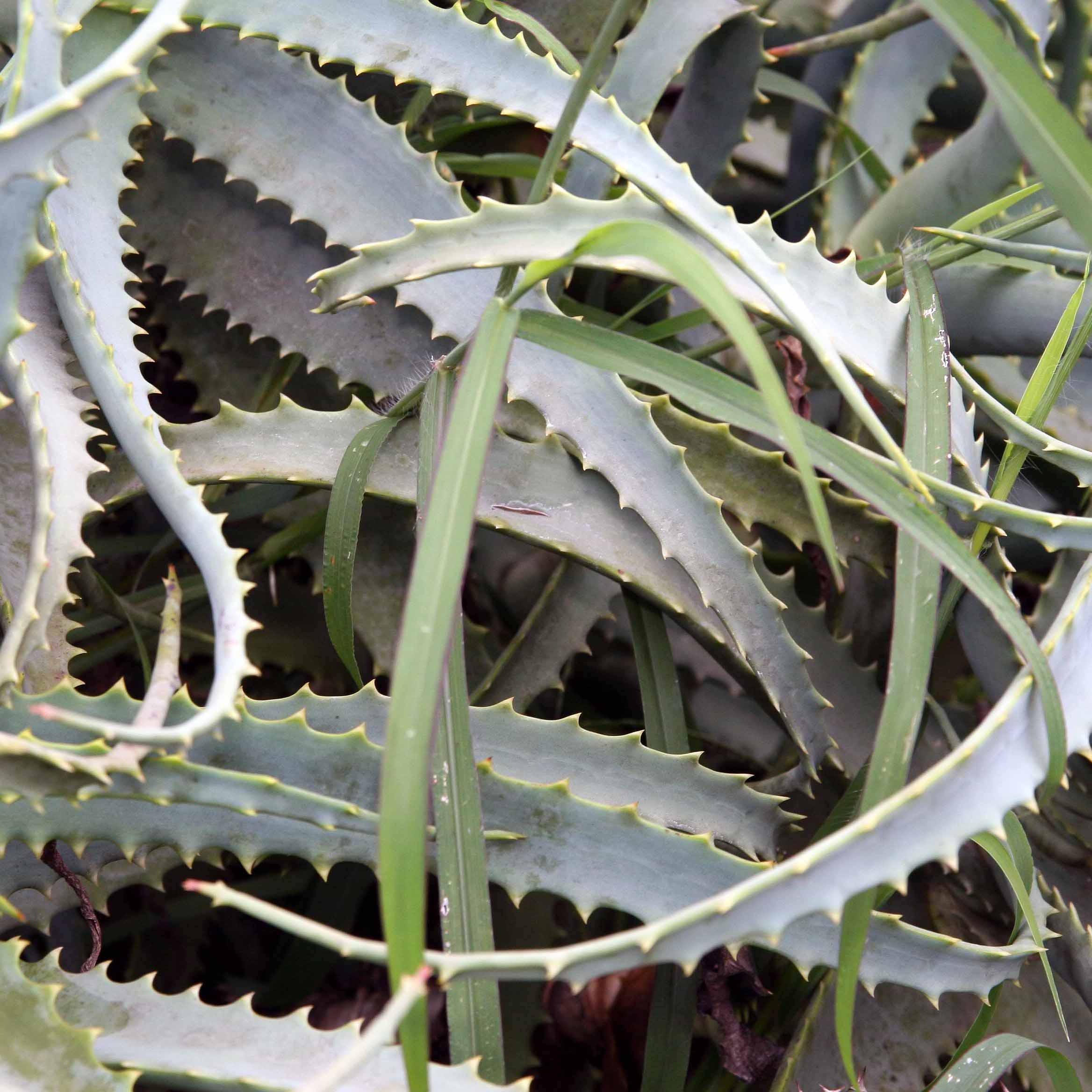 Aloé vera arborescent Pot 2L