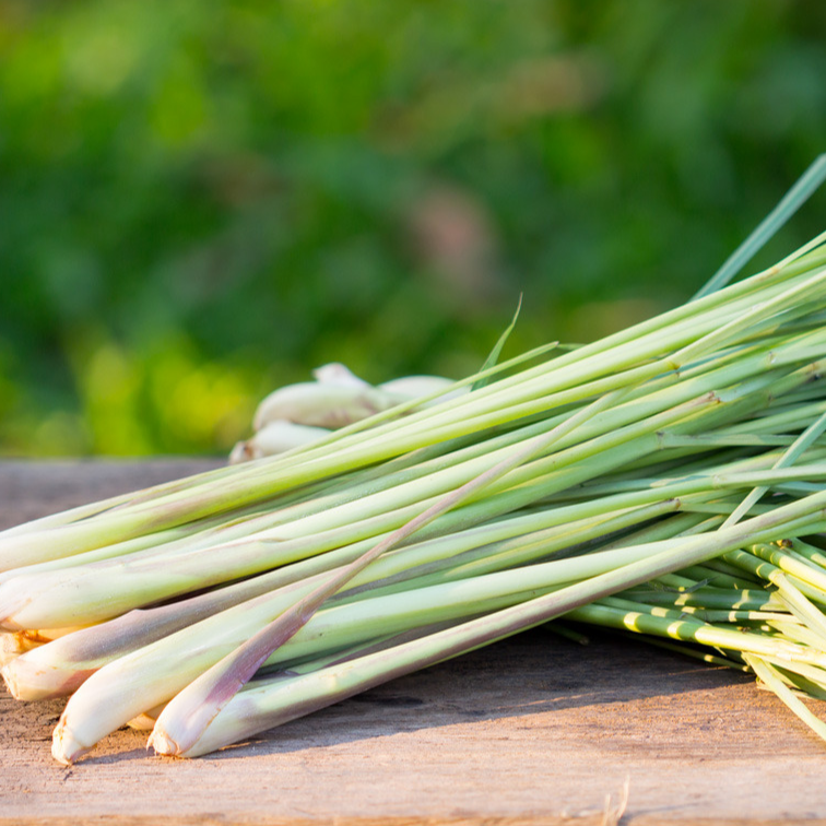 Citronnelle / botte de 4 bulbes