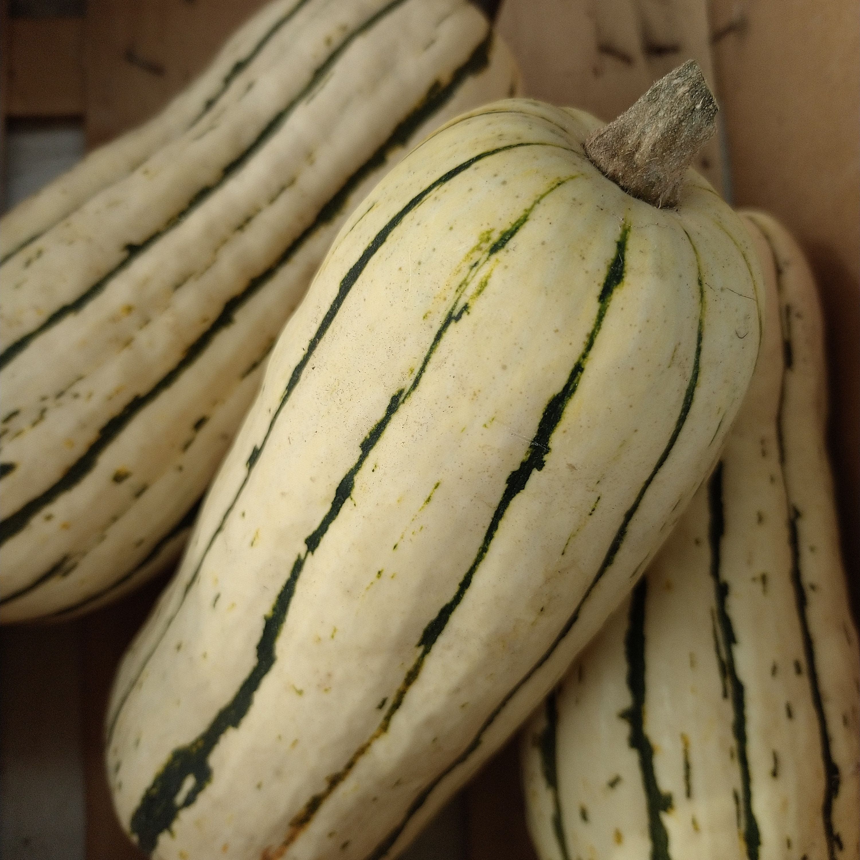 Courge delicata