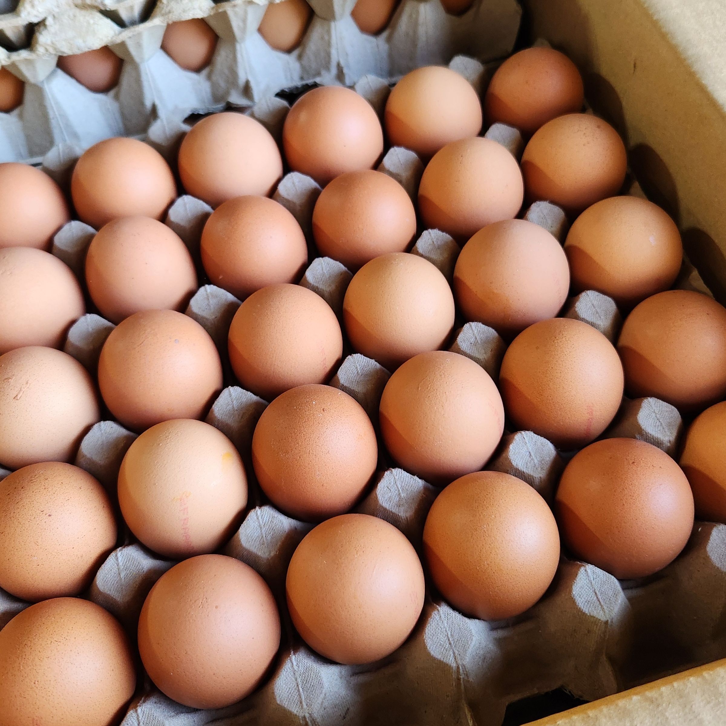 OEUFS