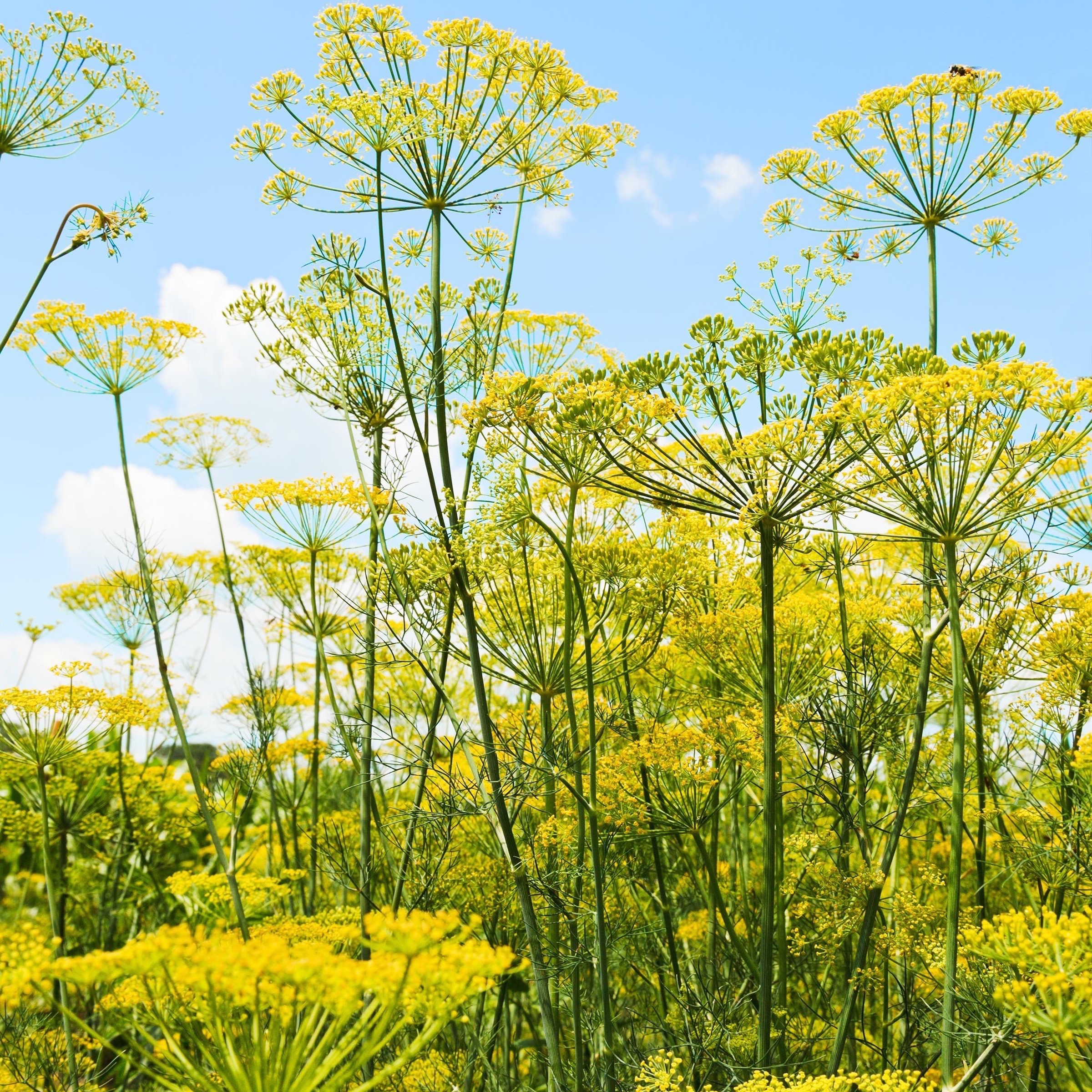 Fleurs d’aneth à la tige