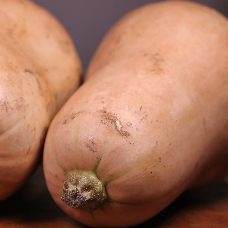 Courge musquée Butternut - godet 8 cm