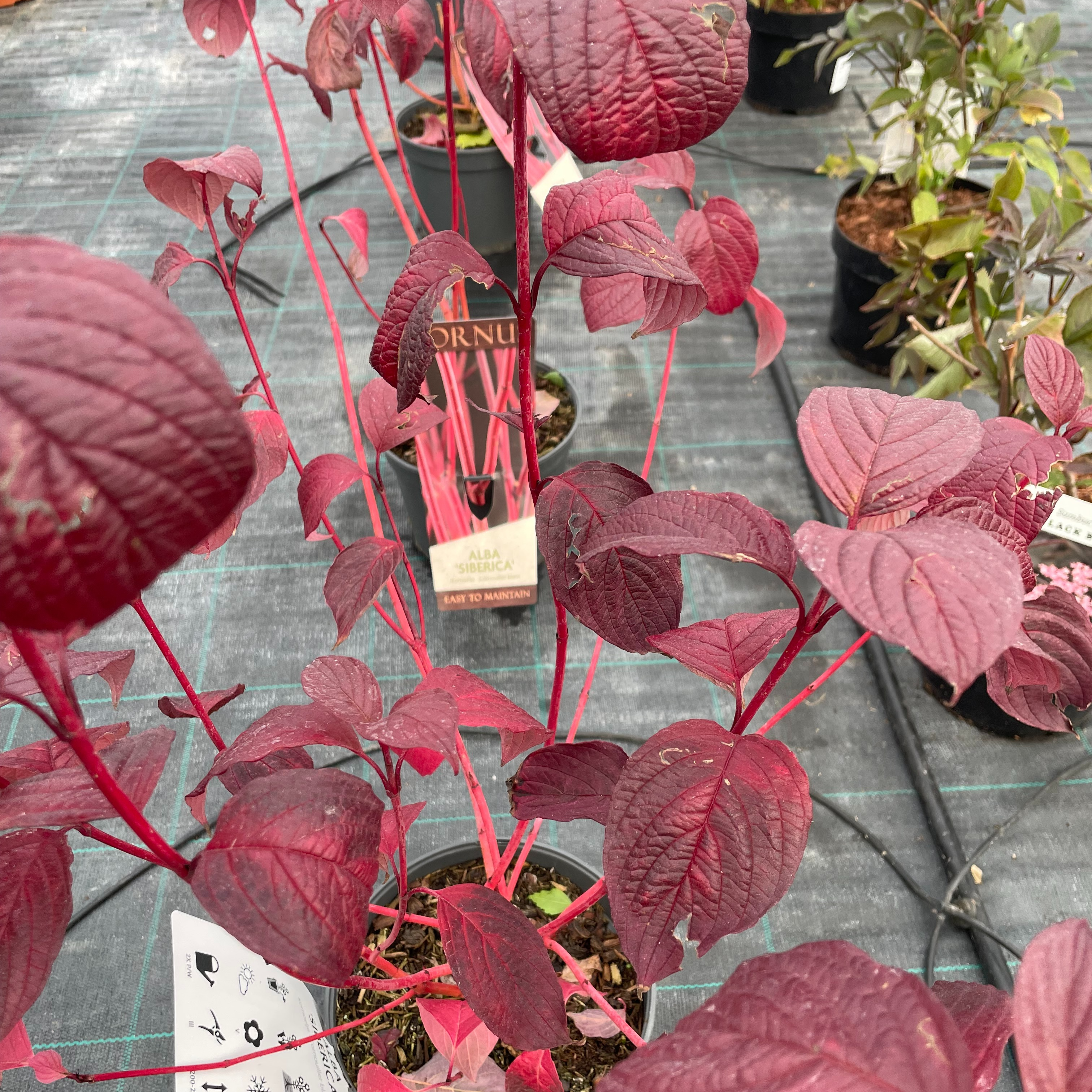 Cornouiller blanc - Cornus alba sibirica