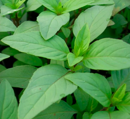 Plant aromates- Basilic lime