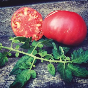 Tomate rouge GREGORY ALTAI